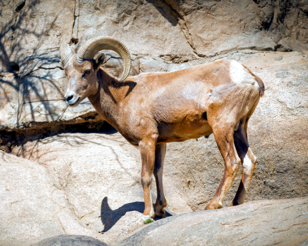 Hunters, predators and disease took a toll on the population of Sierra Nevada bighorn sheep, according to the Sierra Nevada Bighorn Sheep Foundation. 